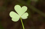 Slender yellow woodsorrel